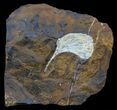 Fossil Ginkgo Leaf From North Dakota - Paleocene #59003-1